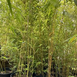 Bamboo Plants Phyllostachys Moso