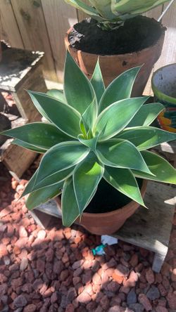 Foxtail succulent
