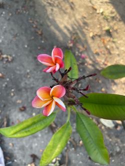 Plumeria