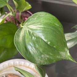 Global Green Pothos