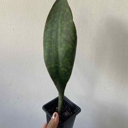 Whale Fin Sansevieria 