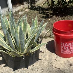 3 Agave Plants