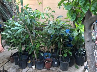 Avocado trees