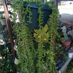 Planta De 🍌