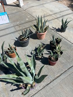 Maguey agave