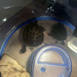 Water Turtles 