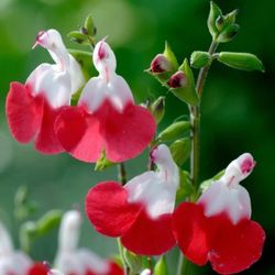 1gal Hot Lips Perennial Plants