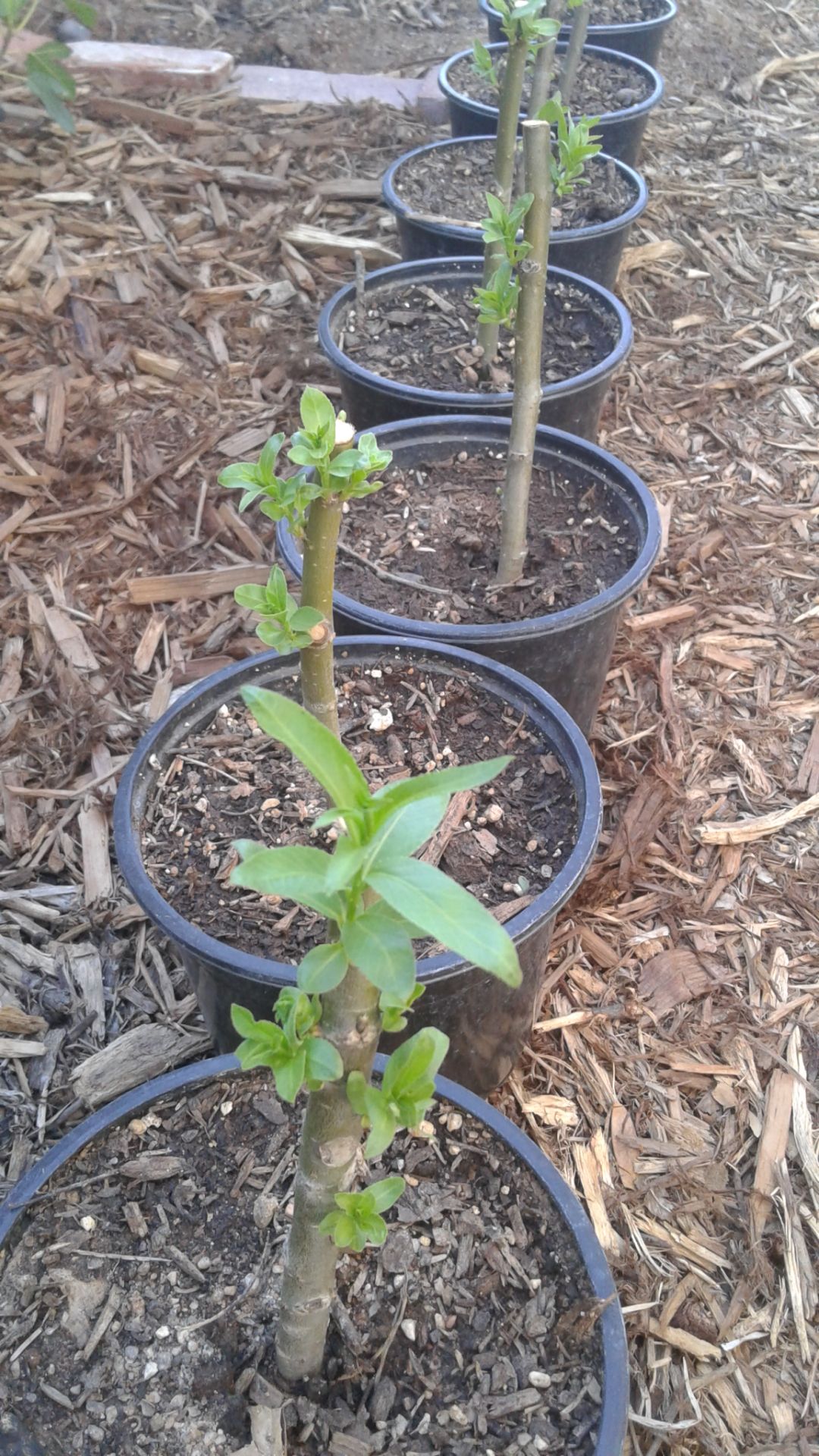 Hybrid /Austree willow trees