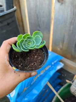 Live Succulent Plant in Small Pot