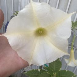 Variegated Angel Trumpet Blooming Outdoor Sun Or Shade Plant, In 5 Gallons Pot Pick Up Only