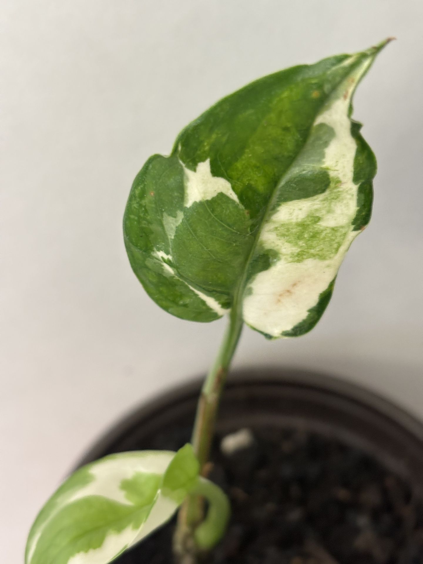 Variegated Indoor Plant $5