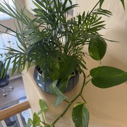 Beautiful Indoor Plant Arrangement – Palm + Pothos in Ceramic Pot