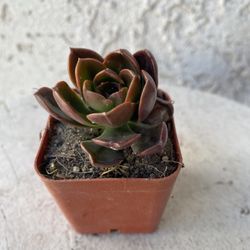 2 Inch Pot Succulent Plant - Dusty Rose - Echeveria Gigantea Rose - Rooted & Established - Drought Resistant 🪴 Perfect Baby & Wedding Shower Favors 