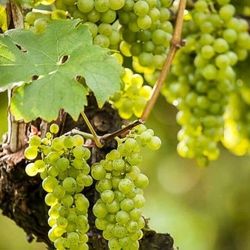 Common Grape Vine Plant Starters