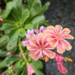 'Rainbow Mix' Lewisia