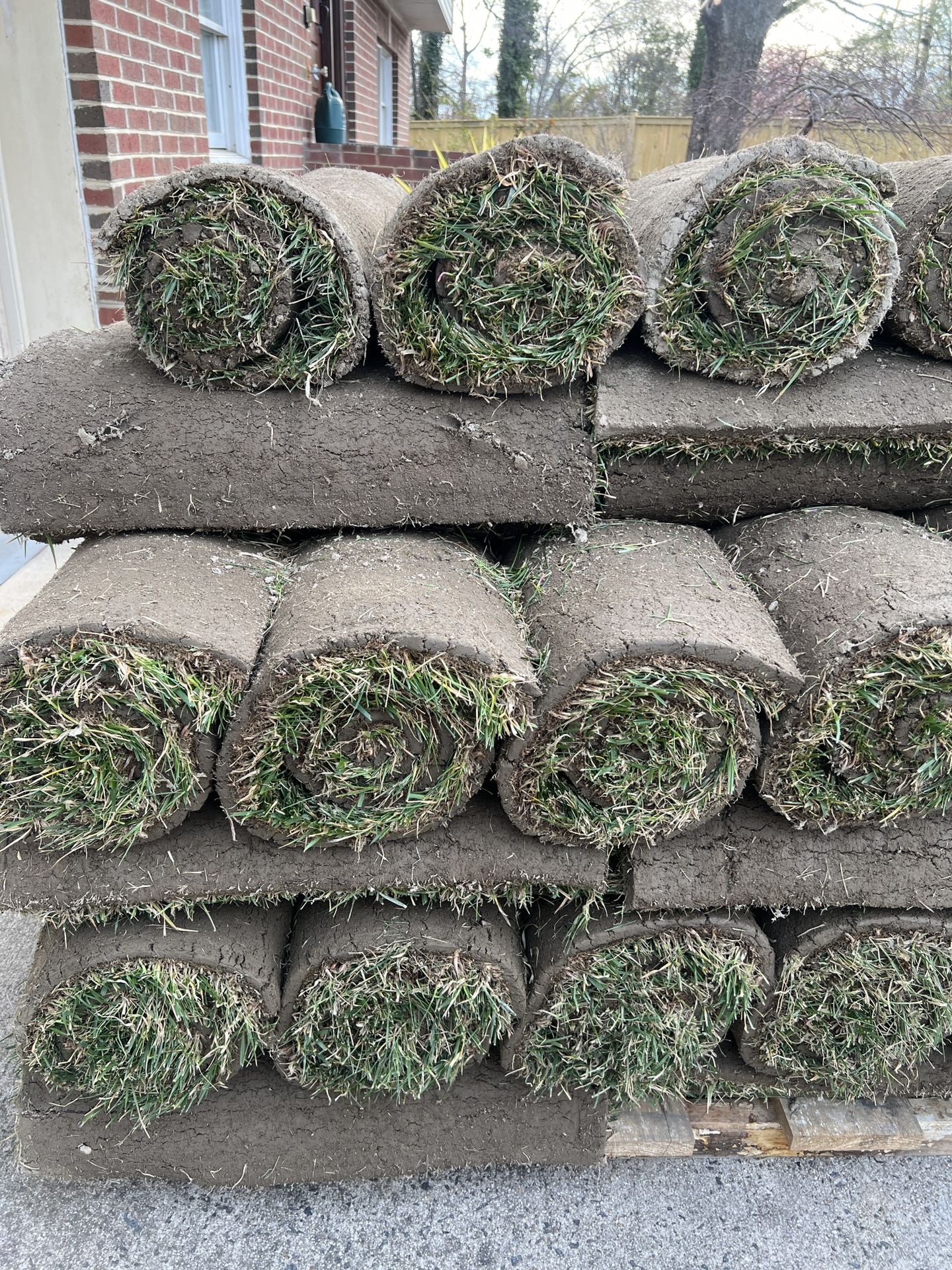 fresh sod natural grass