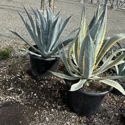 Agave
