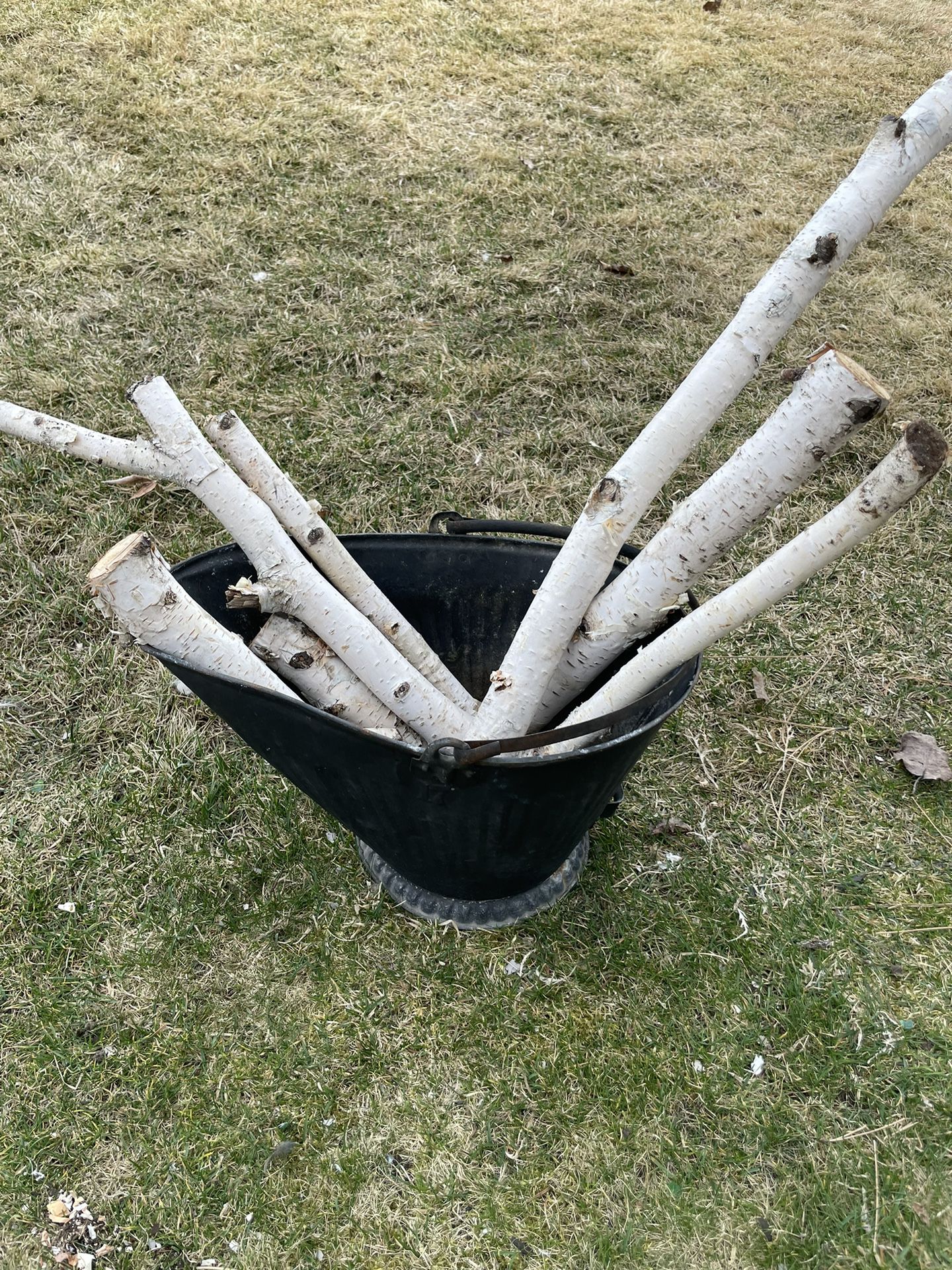 Antique Metal Bucket With Birch Logs