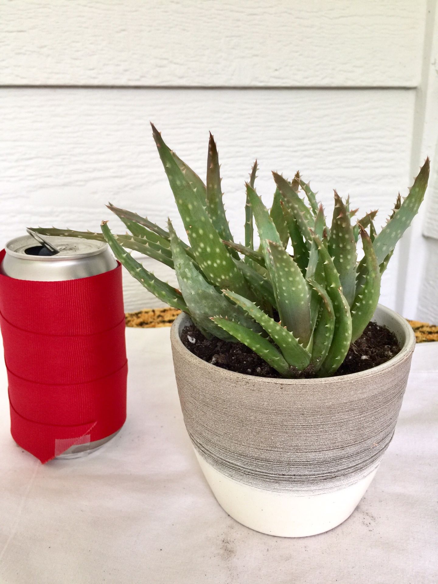Real Indoor Houseplant - Aloe Crosby’s Prolific Succulent Plants in Ceramic Planter Pot
