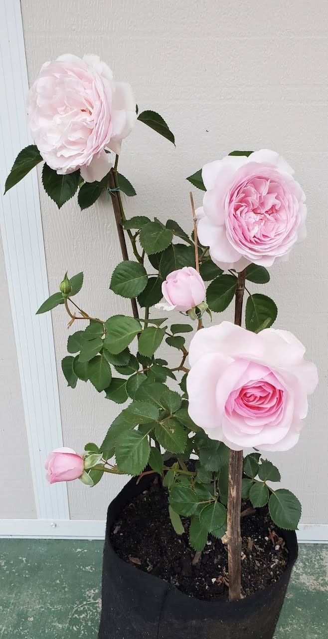 D.A. Rose Olivia 5 Gallons 