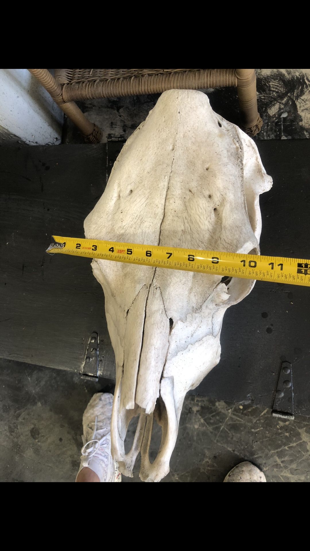 Cow Skull for Sale in San Antonio, TX OfferUp