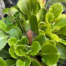 Saxifrage London Pride Evergreen Perennial Ground Cover Plants  About 7 In One Pot.