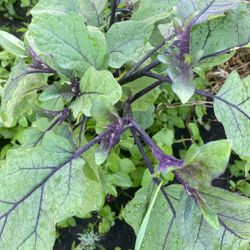 Organic Egg Plant  