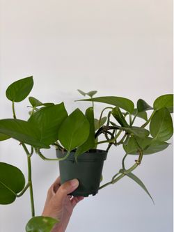 4” Inch Marble Queen Pothos Plant A