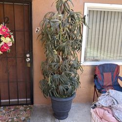 home decore, decorative plant