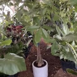 ~4ft (top of plant to bottom of pot) full/lush/super healthy braided money tree, 95820