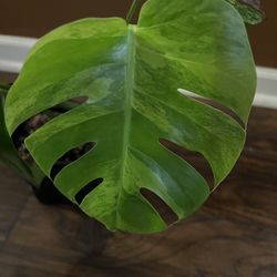 Variegated Monstera Aurea One Leaf Cutting 
