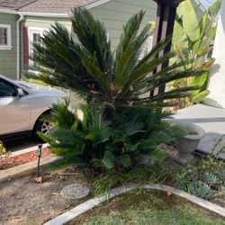 Sago palm tree