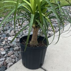 Pony Tail Palm In Nursery Planter