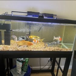 Fish Tank 