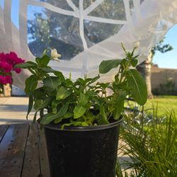 Vinca white plant