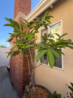 Thai White Guava Tree in Wine Barrel