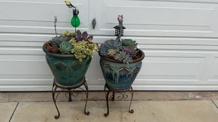 Succulents