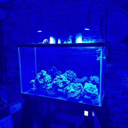 Salt Water Aquarium With Sump Filtration Tank