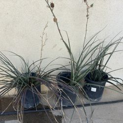 Plantas 