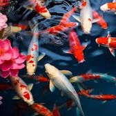 Beautiful JAPANESE KOI FISH