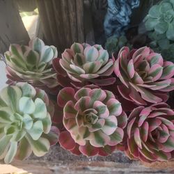 Succulent Aeonium Pink Witch 