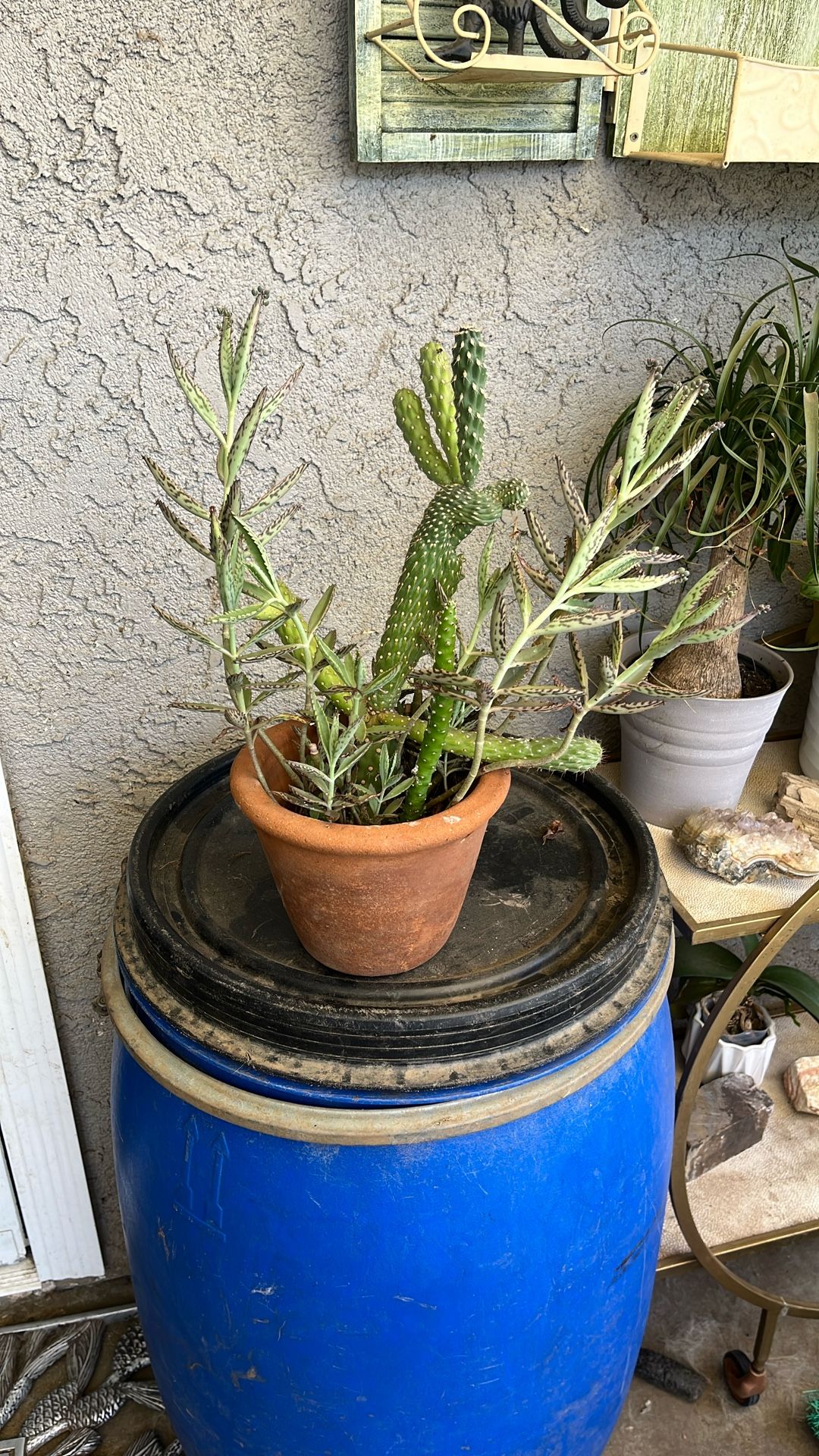 Plants