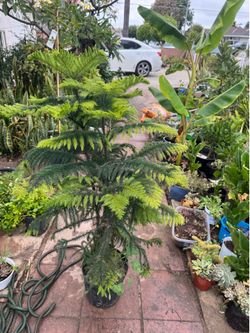 Norfolk pine 4ft