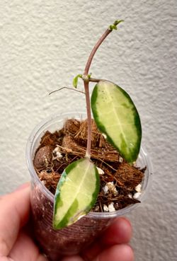 Hoya Elliptica variegated