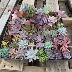 Wholesale Succulents for Sale in Escondido, CA - OfferUp