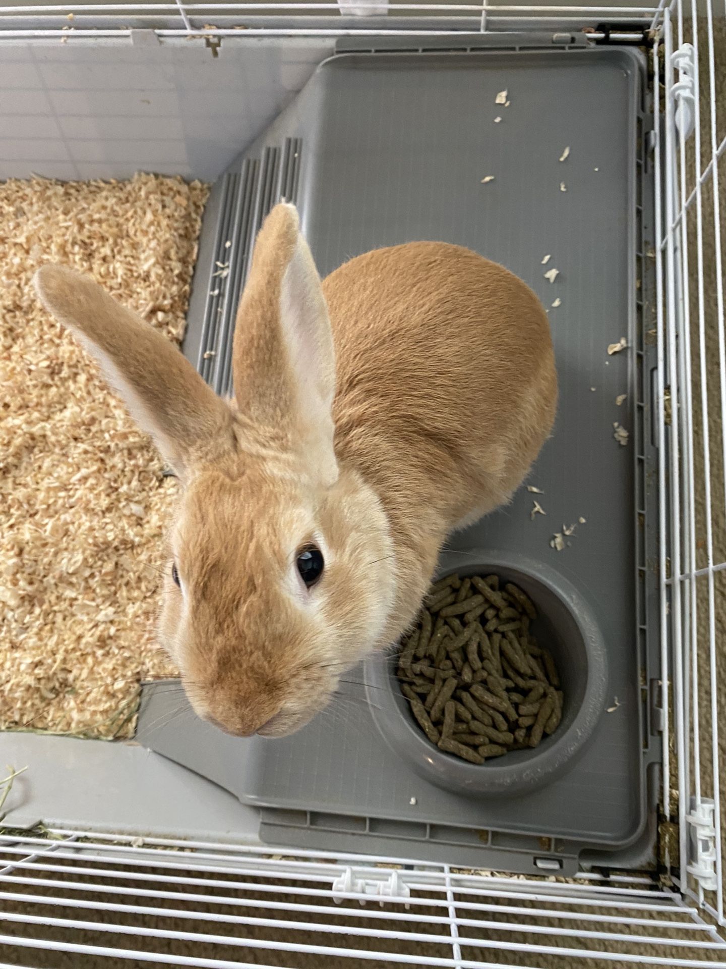 Cute Baby Dwarf Bunny. Only 10 Months Old!