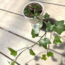 Hedera Helix Ivy, Perennial Plant, Ground Cover, Basket Filler.