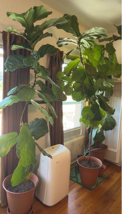 Fiddle Leaf Trees