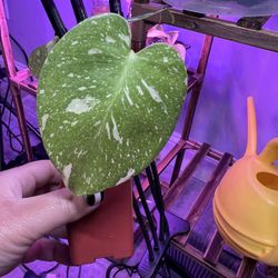 Thai Constellations And Monstera Albo