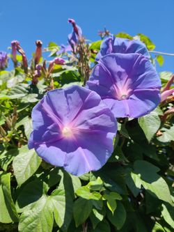 Live plant 1-gal Morning Glory vine beautiful blue color